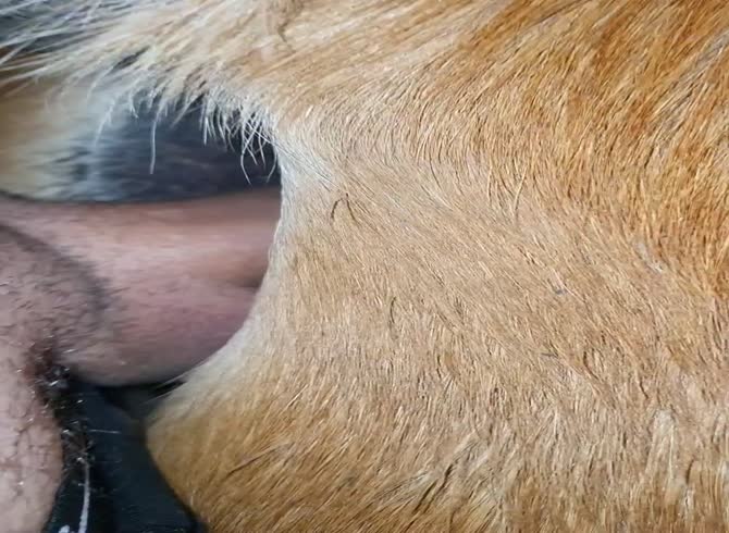 Horse anal porn